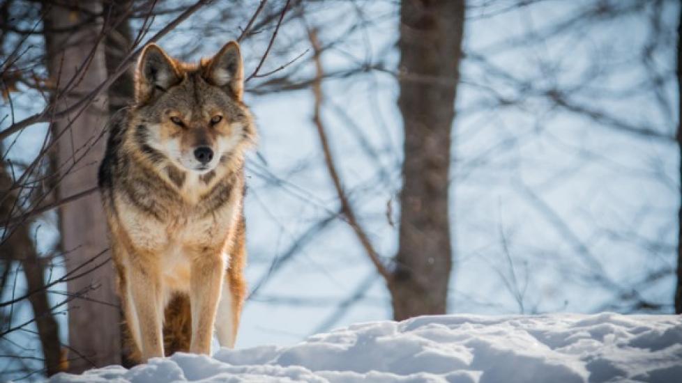 Dog safety tips for wild animal attacks
